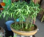 cursobambuchina7-23.jpg