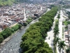 pereira_mciliar_vulgaris.jpg