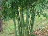 Moita manejada